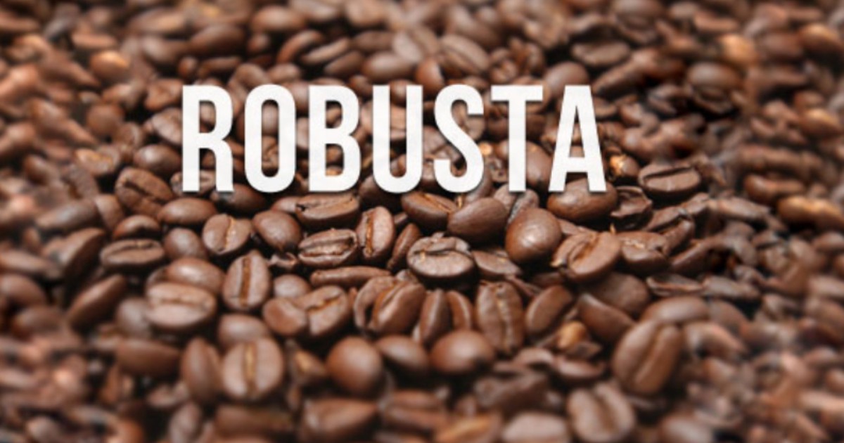 Cà phê Robusta là gì? Những bí mật chưa được hé lộ về dòng cà phê này